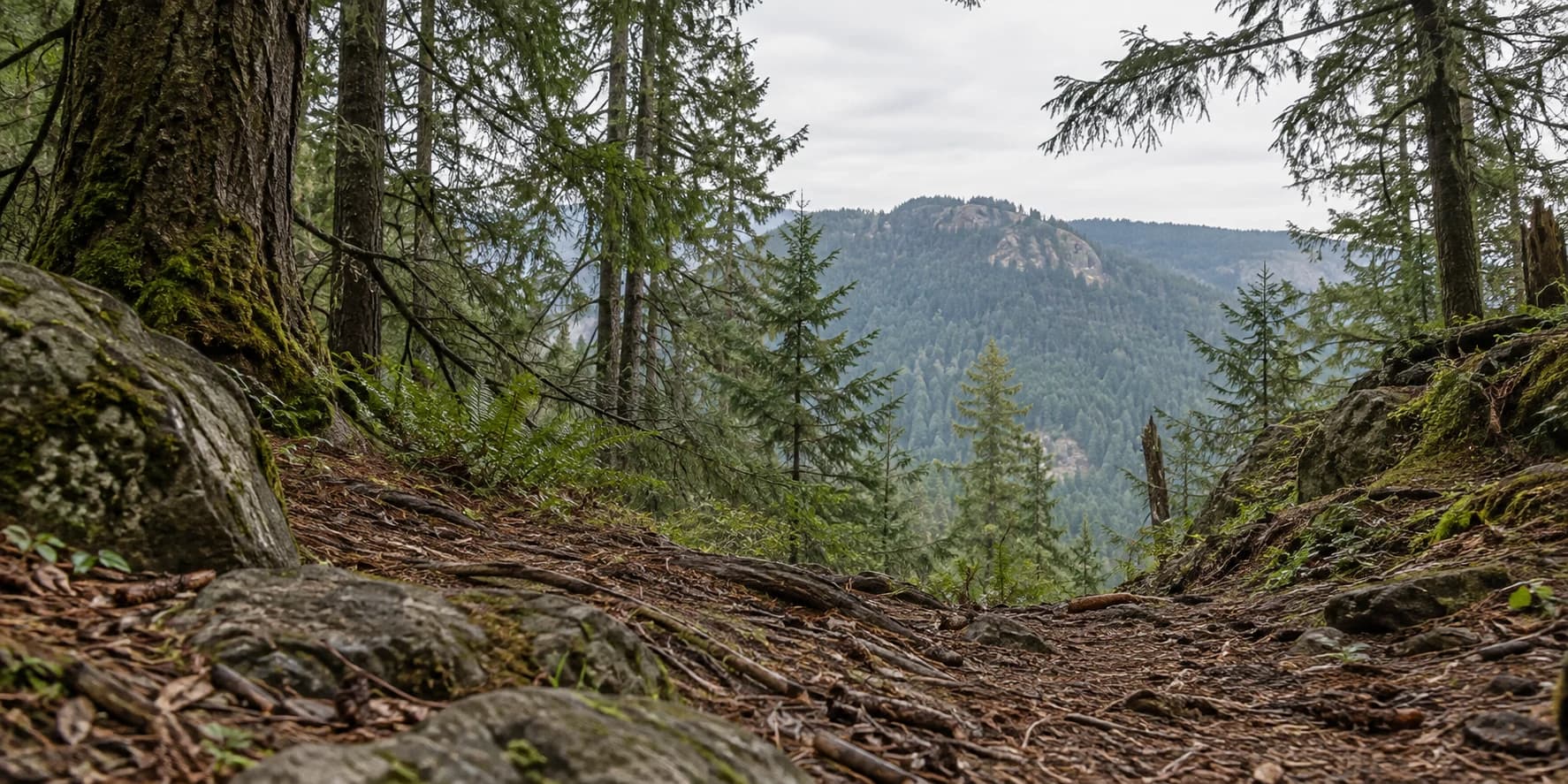 A ground-level view of roots, rocks, and ferns in a fir forest, looking toward a distant wooded mountain beneath an overcast sky. Original AI-generated landscape.